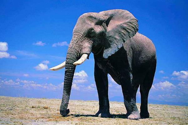 大象寿命有多长