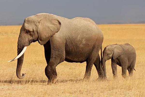 大象寿命有多长