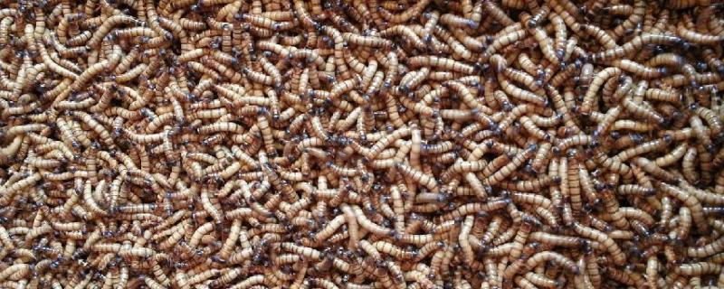 大麦虫养殖技术，选择体型大、体色光滑的幼虫作为种虫