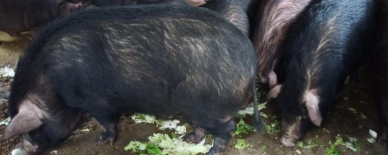 融水黑香猪养殖技术，养殖场应远离居住区