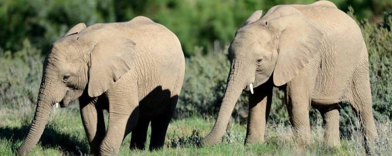 大象寿命有多长，吃什么，附大象的社会习性