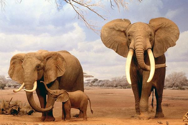 大象寿命有多长，吃什么，附大象的社会习性