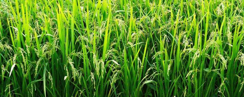 水稻种植技术与管理，常见的水稻育苗方法是秧盘育苗