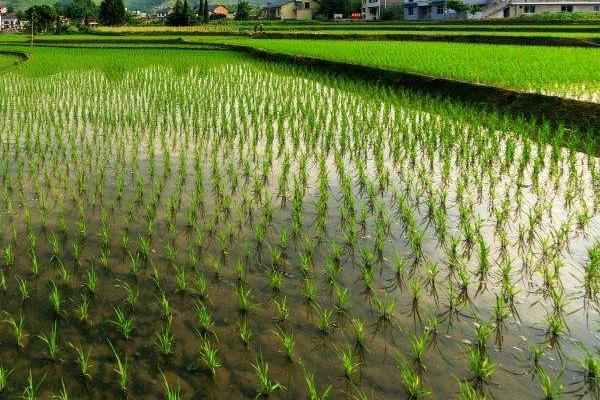 水稻种植技术与管理