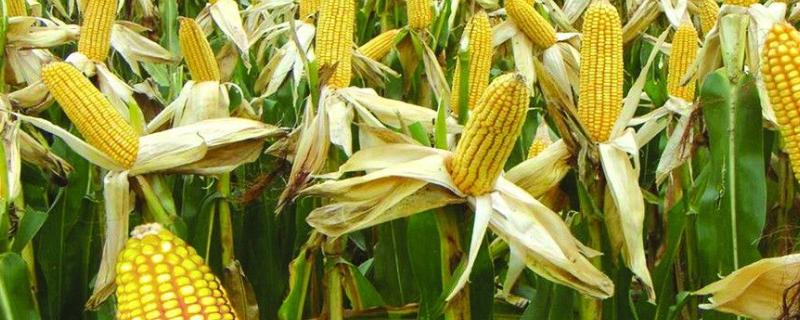 玉米虫害有哪些，不同的虫害防治方法不同