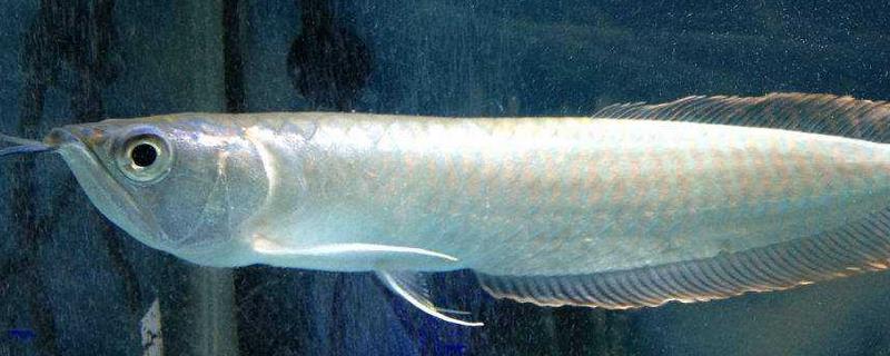 银龙鱼常见病的症状及防治措施，附发病原因