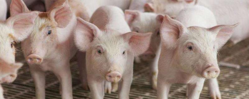 猪流感症状及治疗方法，预防是关键