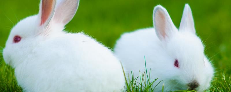 兔子养殖技术，选择健康优质的种兔为前提