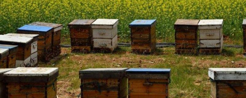 蜜蜂养殖技术，开花植物多的地方适宜蜜蜂养殖
