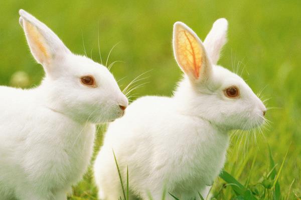 兔子养殖技术