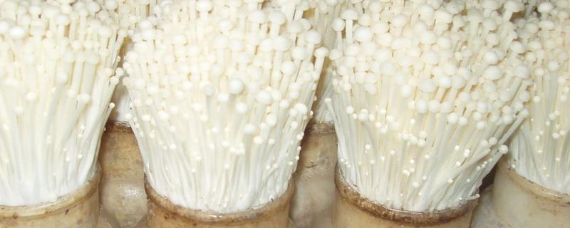 金针菇根怎么再生，用新鲜的、根部完好的金针菇为宜