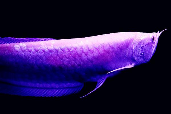 银龙鱼常见病的症状及防治措施