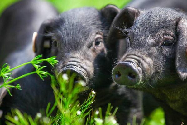 猪流感症状及治疗方法