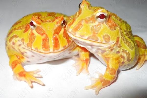 黄金角蛙寿命有多长