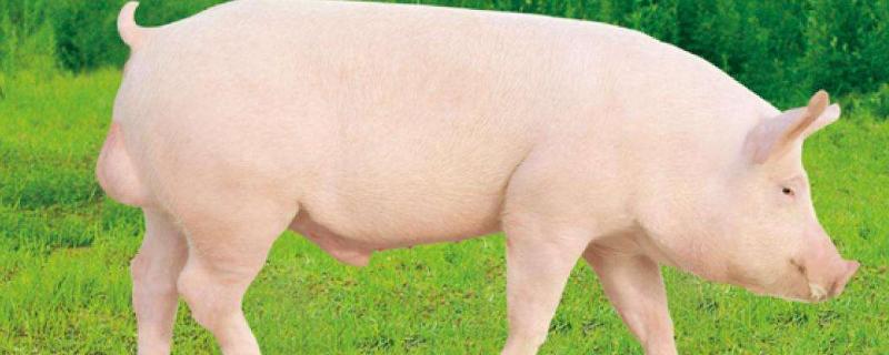 大白猪和长白猪区别，产地、外形和生产性能都不同