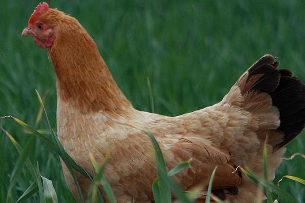 散养鸡技术与养殖技巧