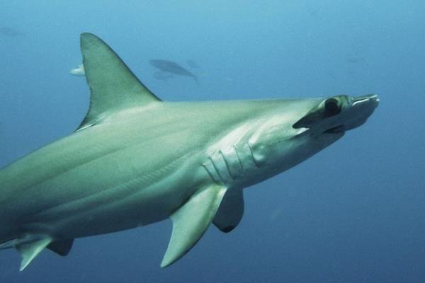 鲨鱼是哺乳动物吗