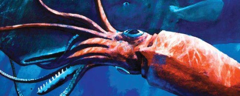大王乌贼有多大，通常栖息在深海地区