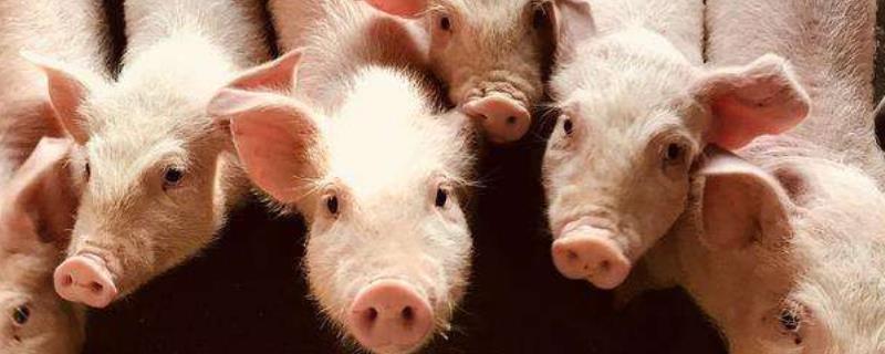 发酵床养猪技术，能解决养殖成本，还能处理猪粪水