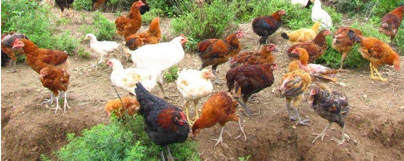 散养鸡技术与养殖技巧，散养一般以土鸡为主
