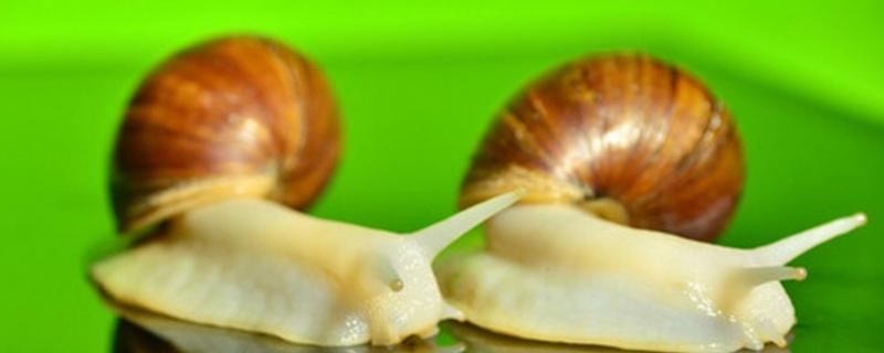 白玉蜗牛养殖技术大全，生长时期不同其饲养密度也不同