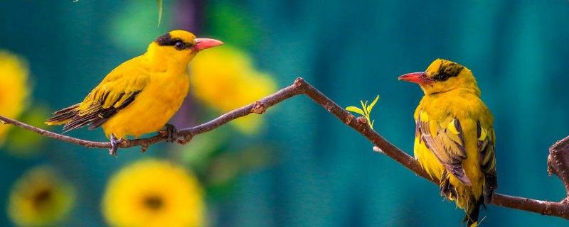 黄鹂鸟吃什么东西，怎么繁殖
