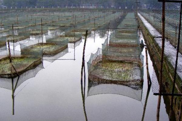 泥鳅黄鳝的养殖技术