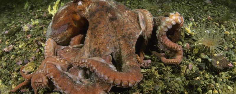 章鱼寿命多长时间，吃什么，聪明吗？