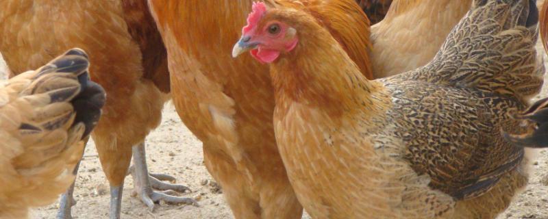 林下养鸡注意事项，种鸡一般采用自留鸡