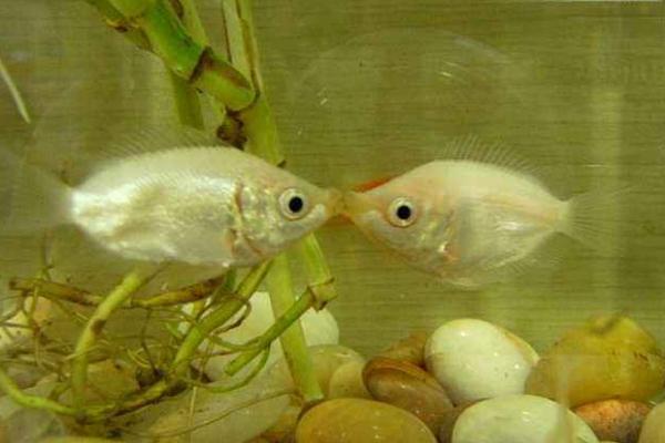 接吻鱼吃什么食物，附接吻鱼的繁殖方法
