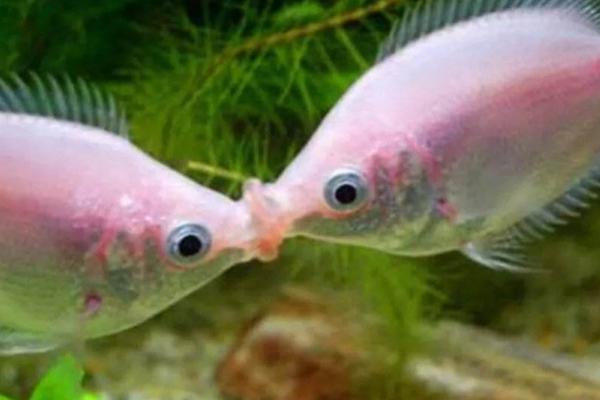 接吻鱼吃什么食物，附接吻鱼的繁殖方法