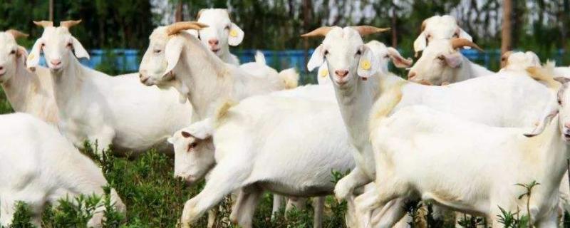 白山羊养殖方法，羊舍应远离城市和工厂