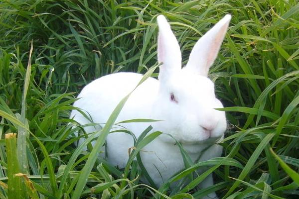 獭兔养殖成本利润分析