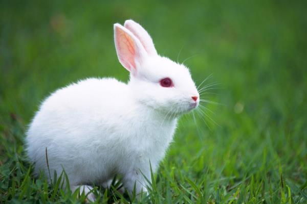 养兔子能赚钱吗