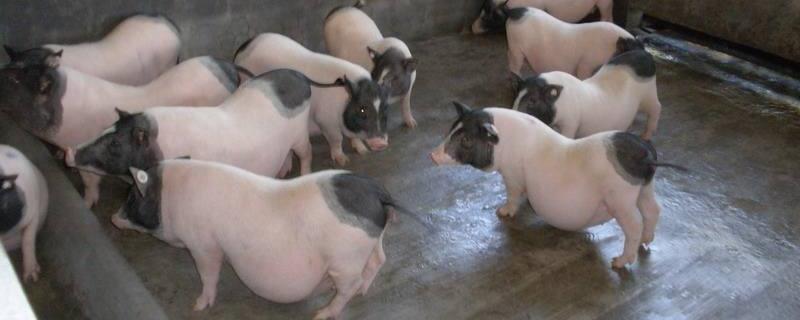 香猪养殖利润与成本