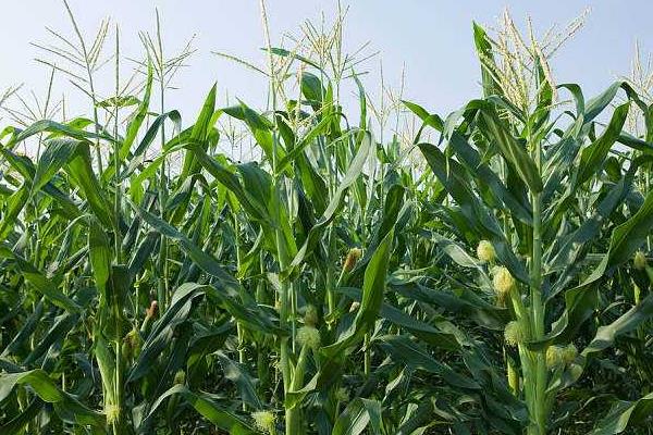 玉米田除草剂有哪些