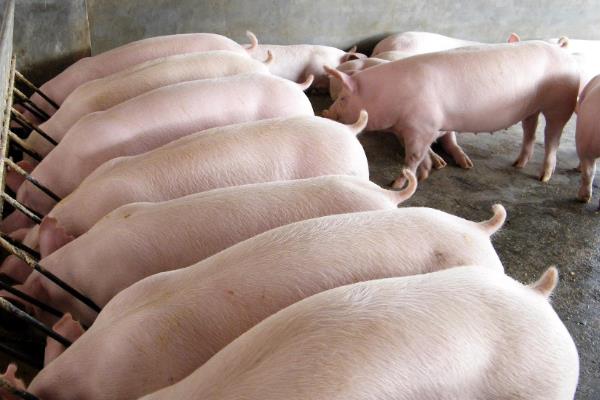 发酵饲料养猪的好处