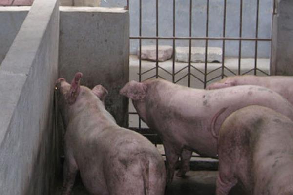 发酵饲料养猪的好处