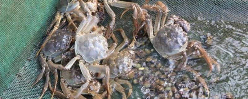 河蟹养殖模式和技术