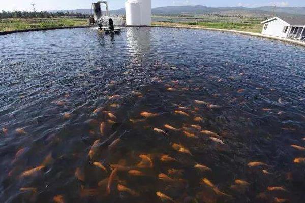 罗非鱼养殖管理规范