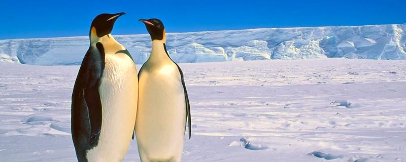企鹅吃什么，附企鹅的栖息环境、繁殖习性