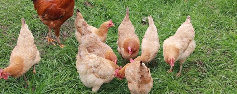 果园柴鸡养殖技术，育成期做好舍外觅食和回舍的训练