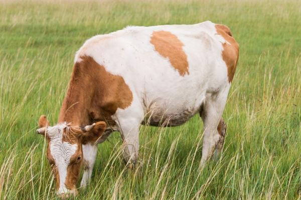 养牛常见病和治疗方法
