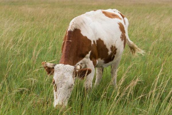养牛常见病和治疗方法