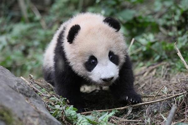 大熊猫寿命一般是多少