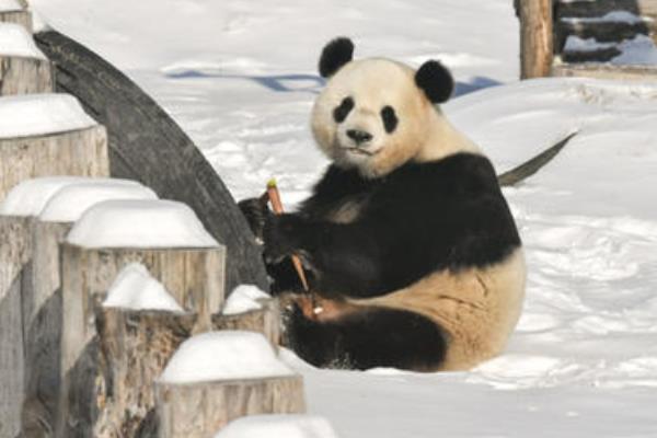 大熊猫寿命一般是多少