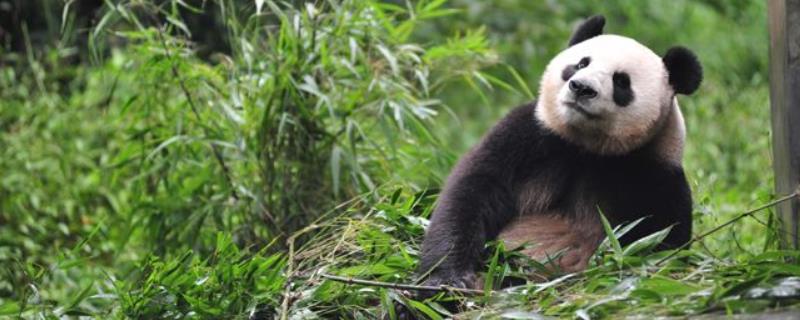 大熊猫寿命一般是多少，吃什么食物，繁殖能力强吗？