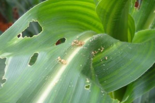 玉米蚜虫的防治方法