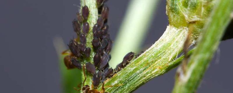 玉米蚜虫的防治方法，附蚜虫对玉米的危害症状