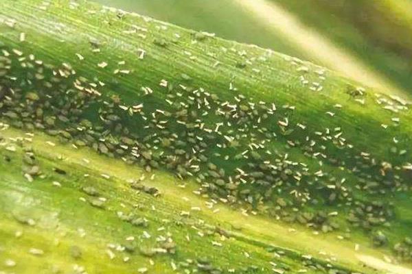 玉米蚜虫的防治方法